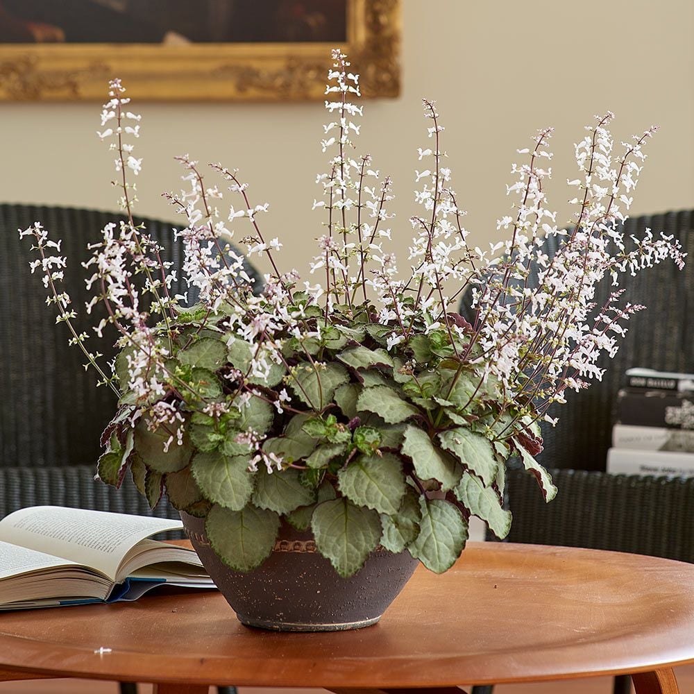 Plectranthus 'Emerald Lace' in Barnsley Bowl