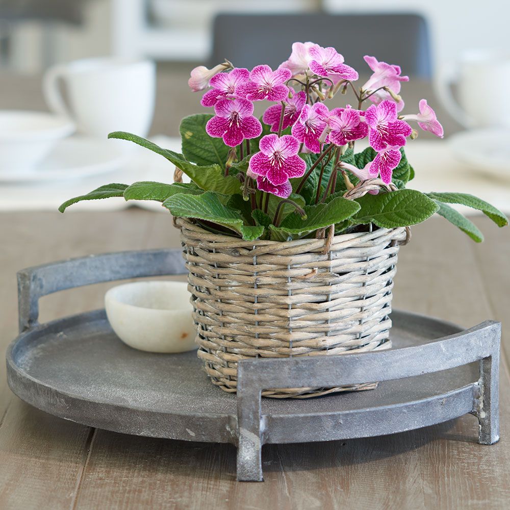 Cape Primrose 'Strawberry Ice' in basket