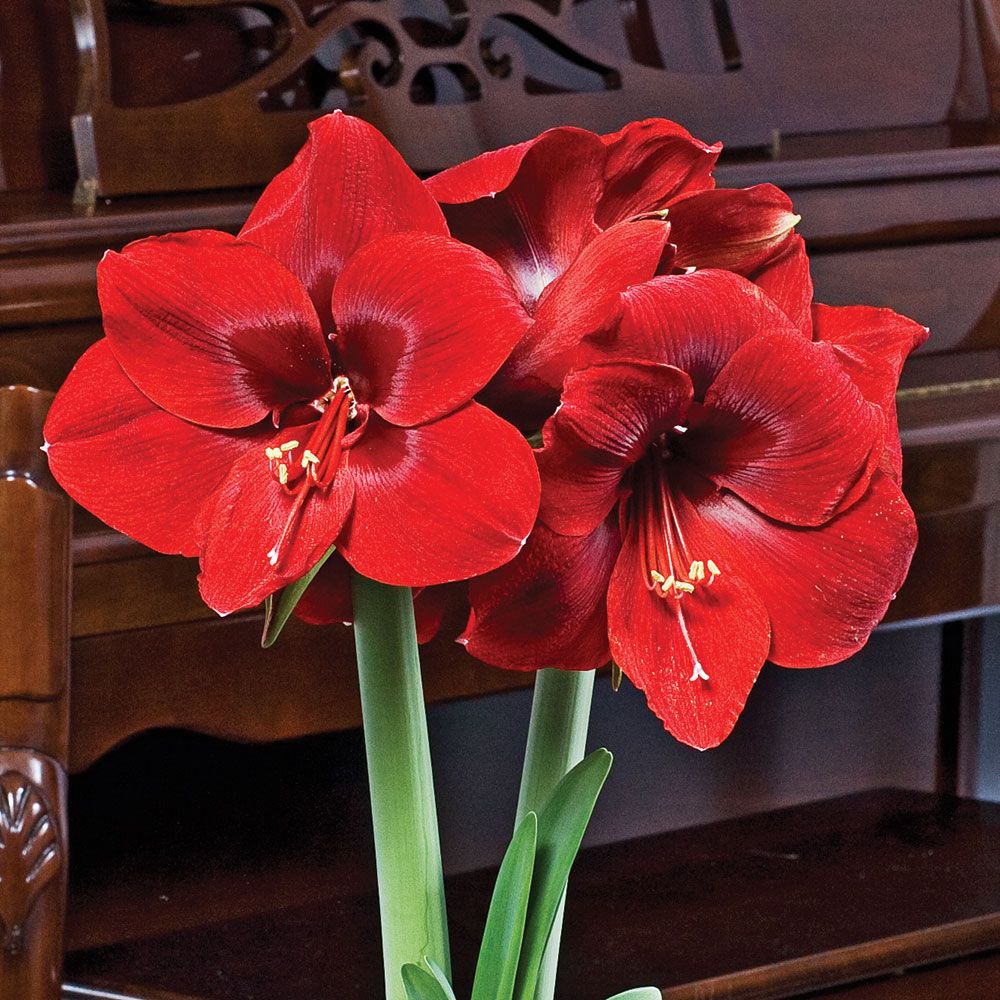 Amaryllis Magnum White Flower Farm