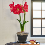  Amaryllis 'Candy Cream,' one bulb and Farnham Pot and Saucer kit
