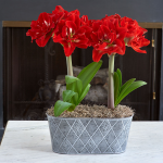  Amaryllis 'Happy Nymph,' two nursery pots in a metal cachepot