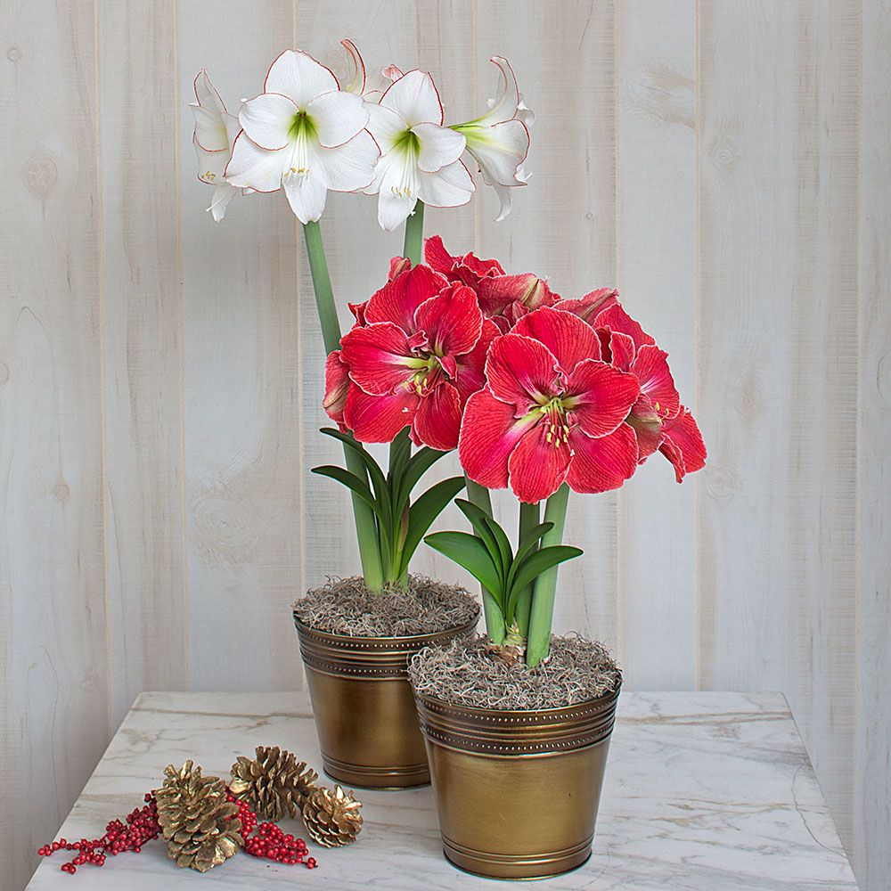 Magical Match Duo, two bulbs in bronzed metal cachepots