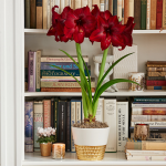  Amaryllis 'Red Pearl,' one bulb in ceramic cachepot