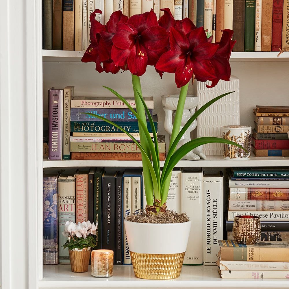 Amaryllis 'Red Pearl'