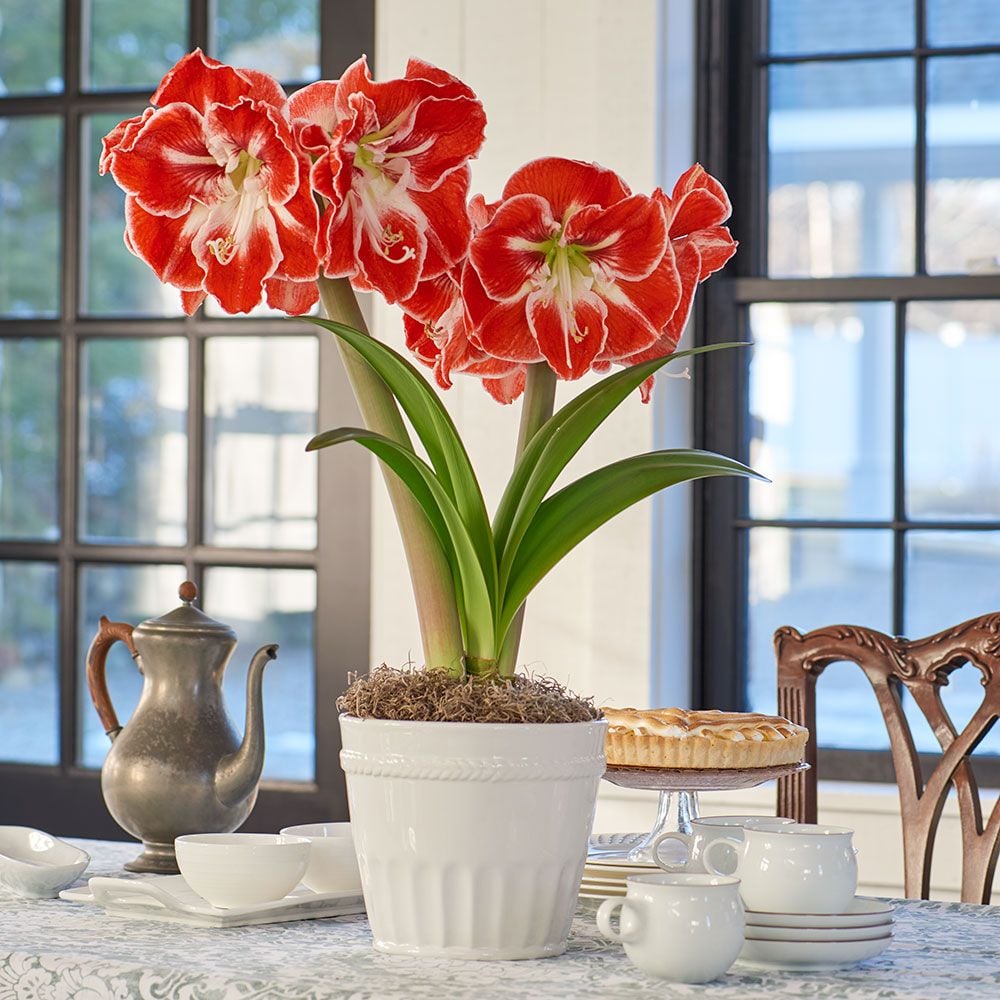 Red & White Amaryllis