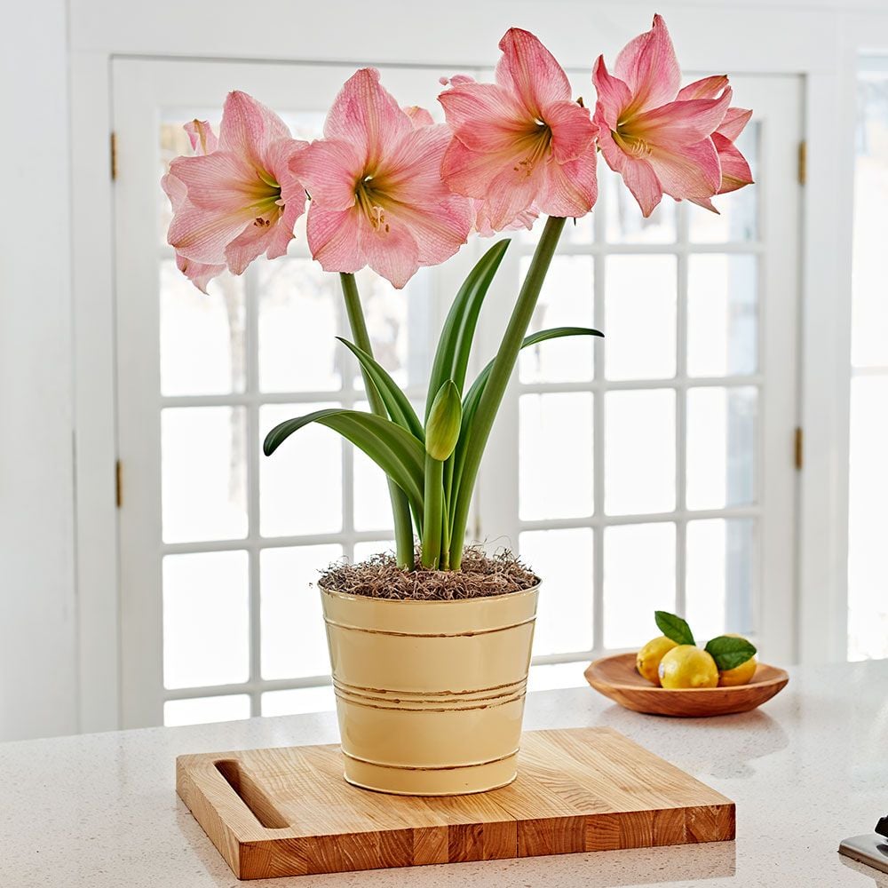 Amaryllis 'Sweet Star'