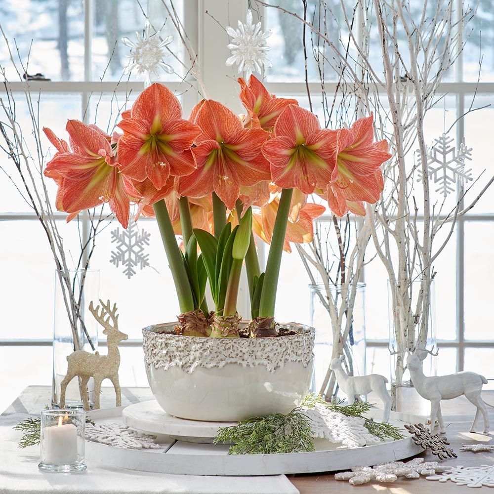 Amaryllis 'Terracotta Star,' 3 bulbs and ceramic bowl kit