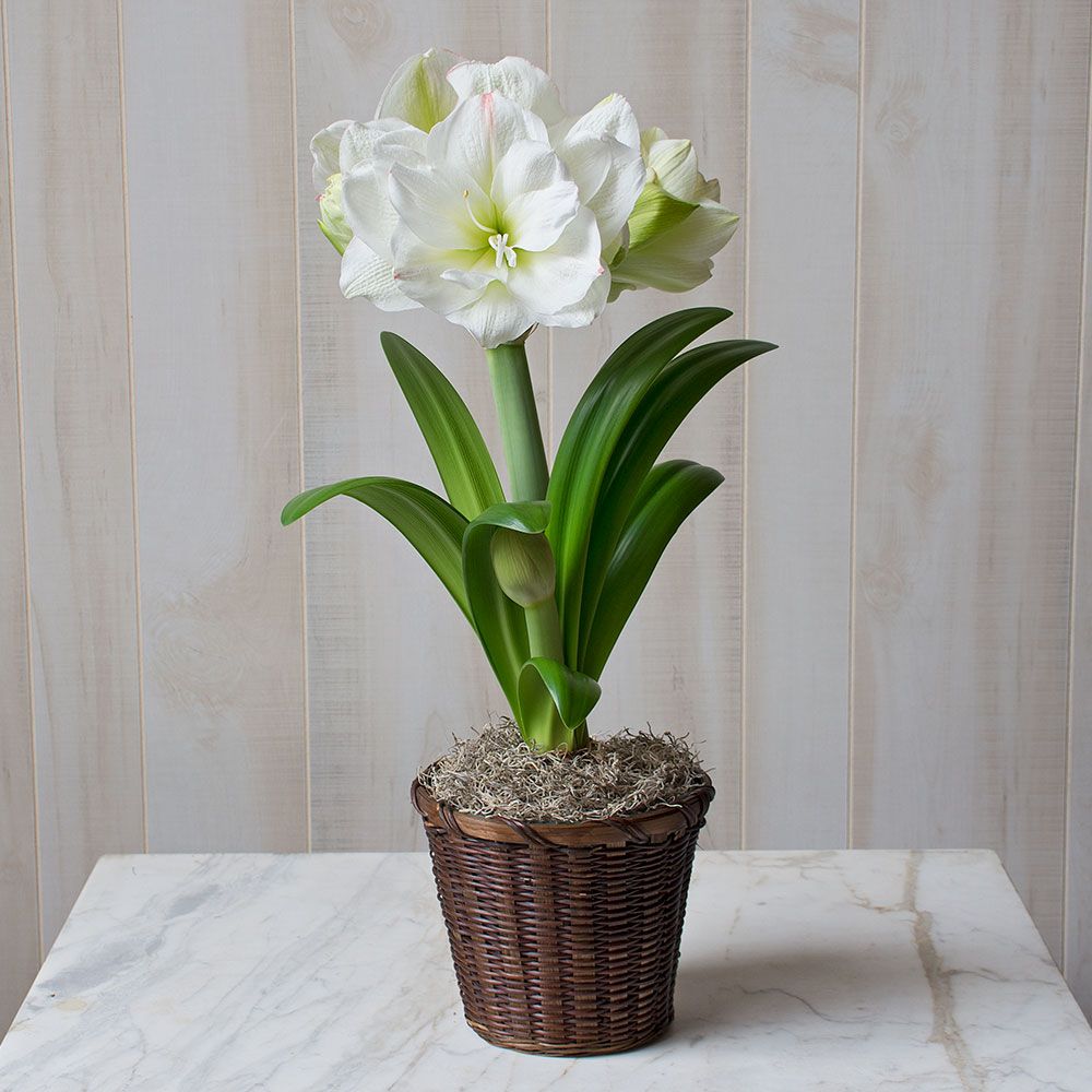 Amaryllis White Amadeus White Flower Farm