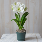  Amaryllis 'White Amadeus,' one bulb in nursery pot