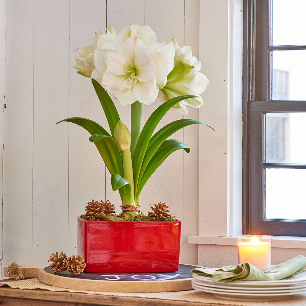 Amaryllis White Amadeus White Flower Farm