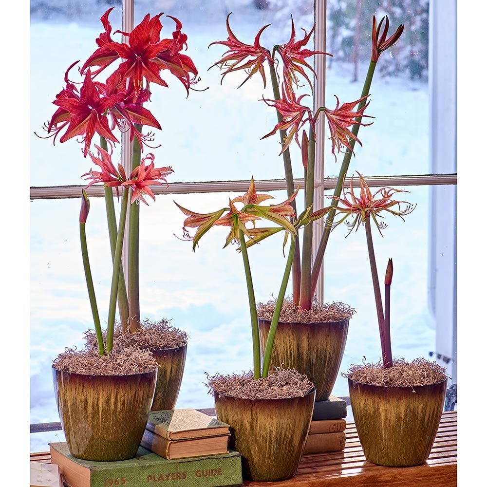 Cybister Collection, 5 plants