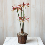 Amaryllis 'La Paz'