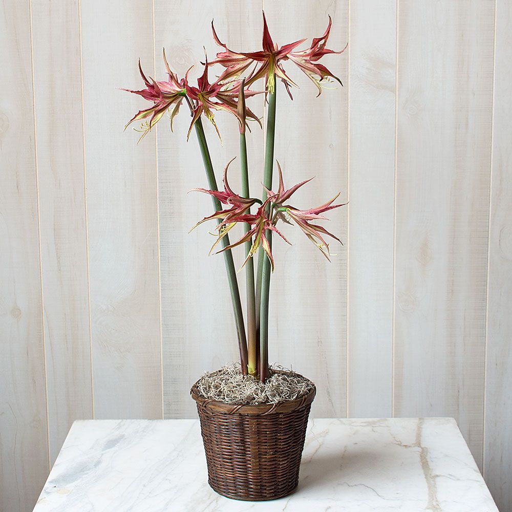 Amaryllis 'La Paz'