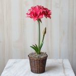  Amaryllis 'Double Dream'