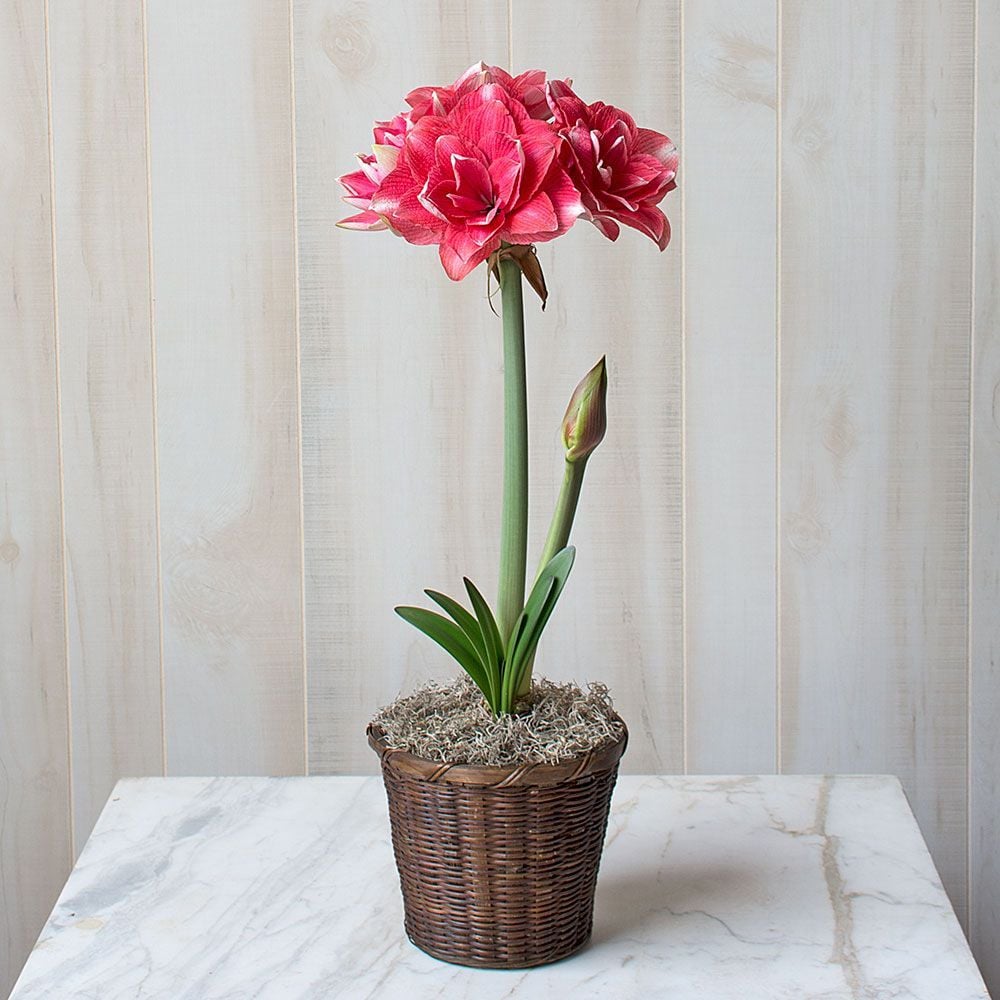 Amaryllis 'Double Dream'