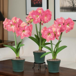  Pink Amaryllis - Standard Shipping Included