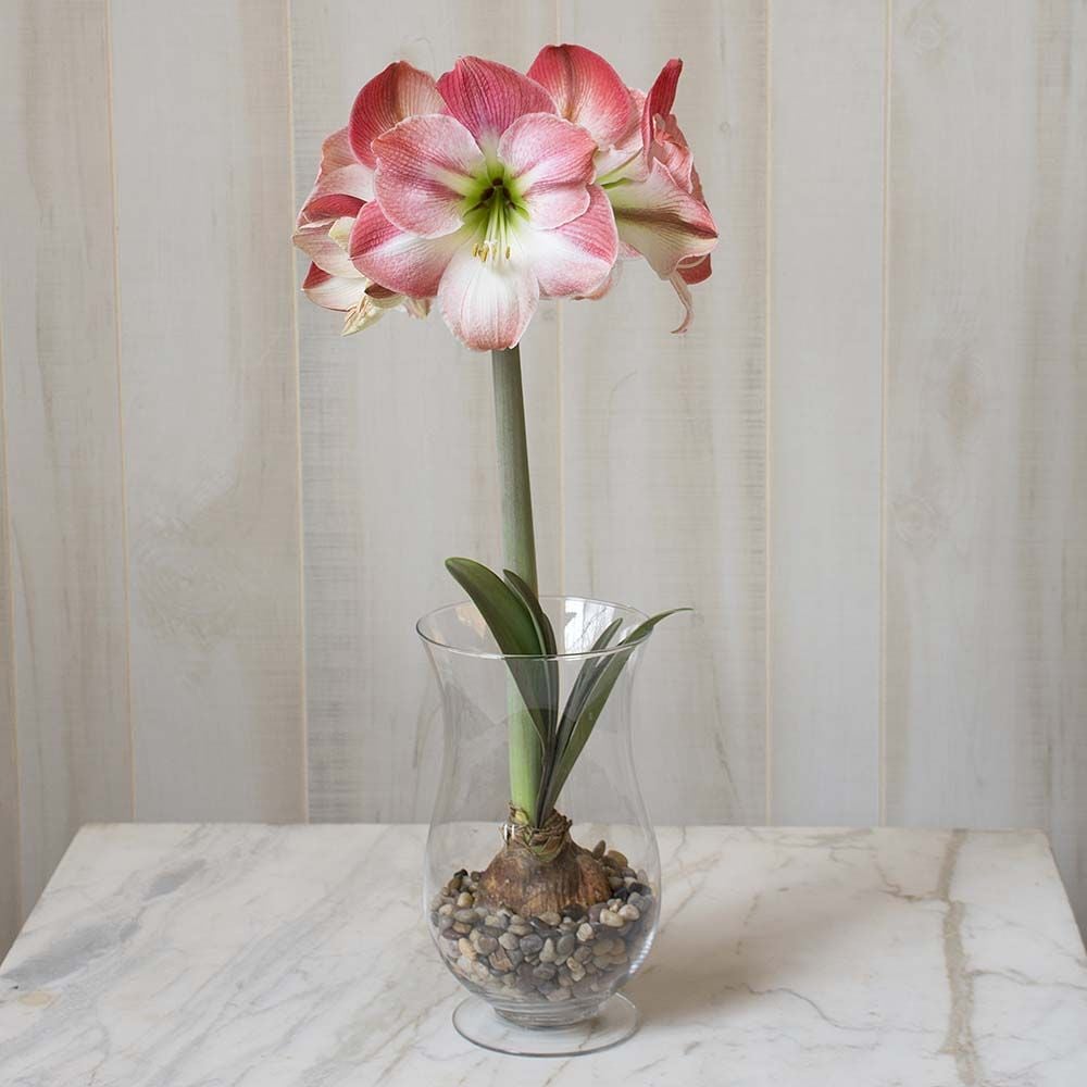 Amaryllis Apple Blossom, 1 bulb, a 11 1/2" hurricane vase, and river