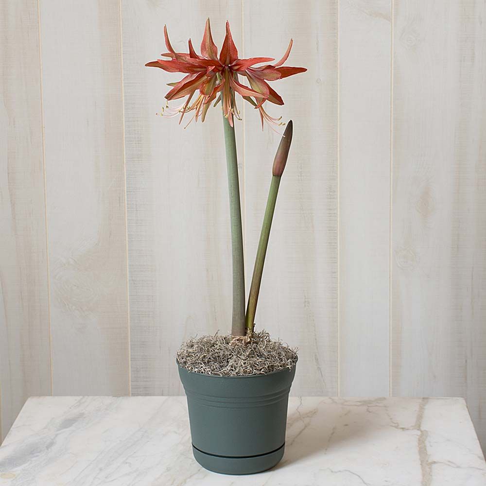Amaryllis 'Sumatra'