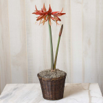  Amaryllis 'Sumatra,' one bulb in woven basket