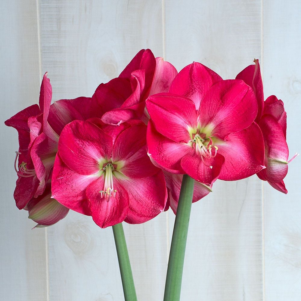 Amaryllis Candy Queen White Flower Farm