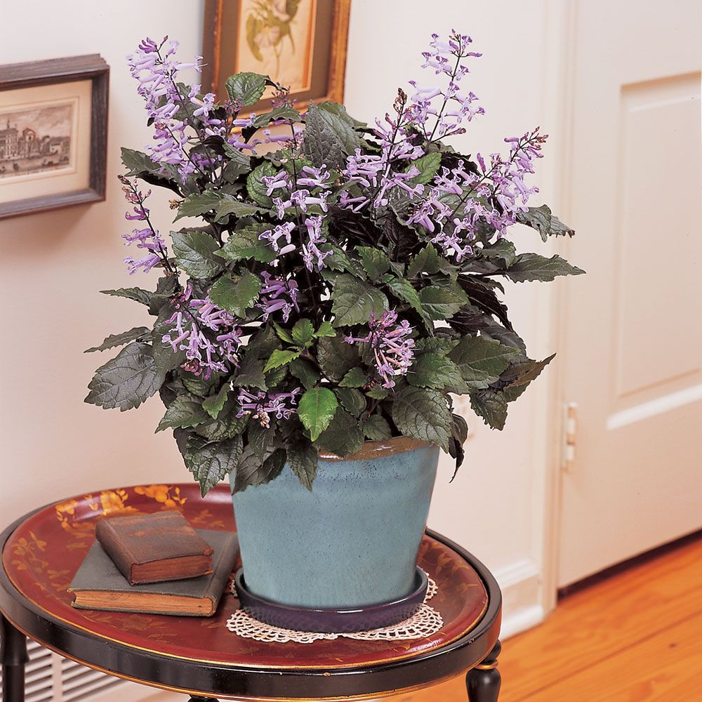 Plectranthus Mona Lavender White Flower Farm