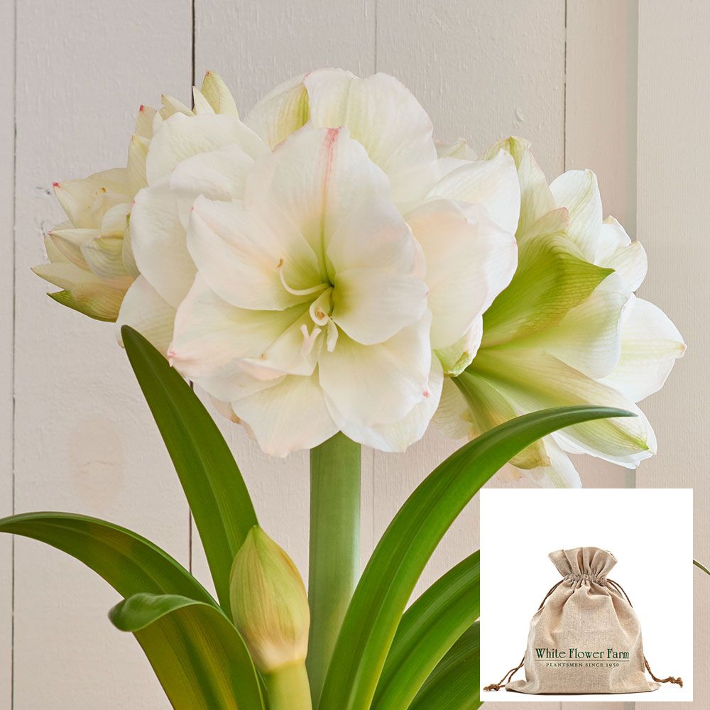 Amaryllis White Amadeus White Flower Farm