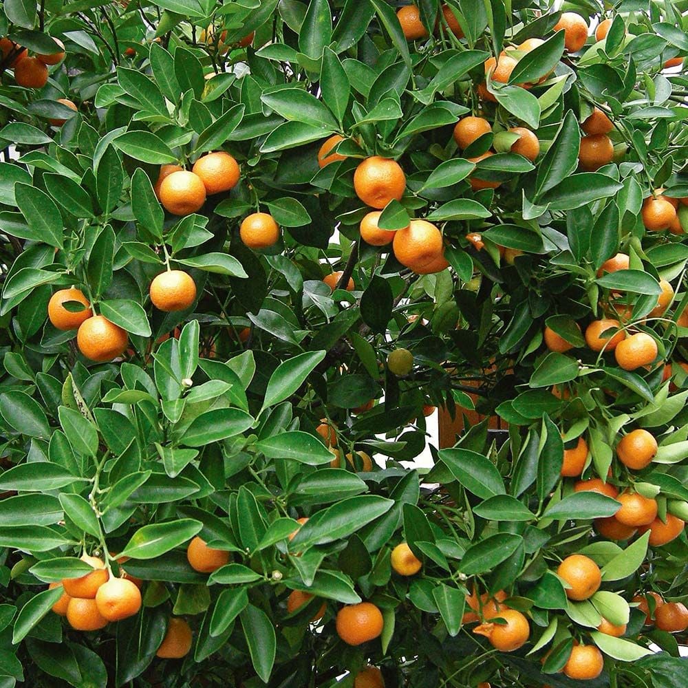 Calamondin Orange in clay pot with saucer