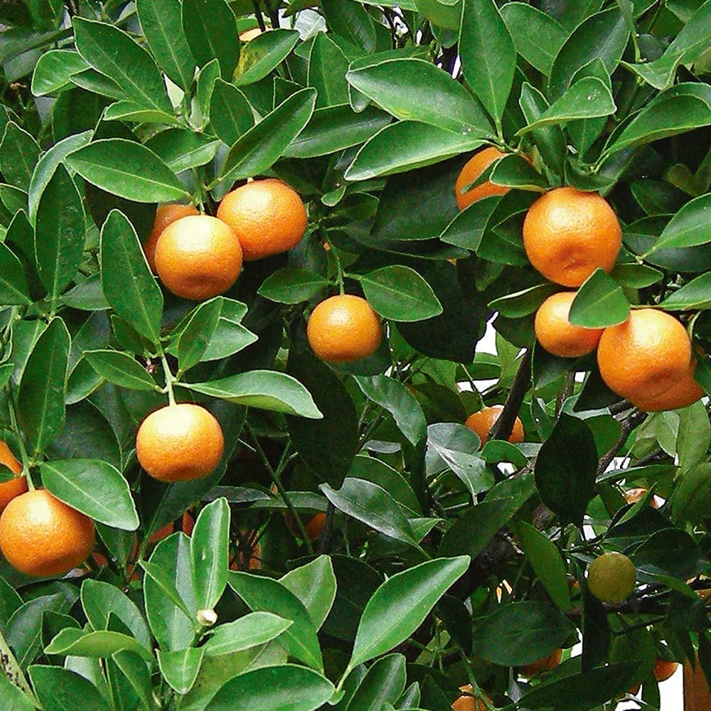 Calamondin Orange