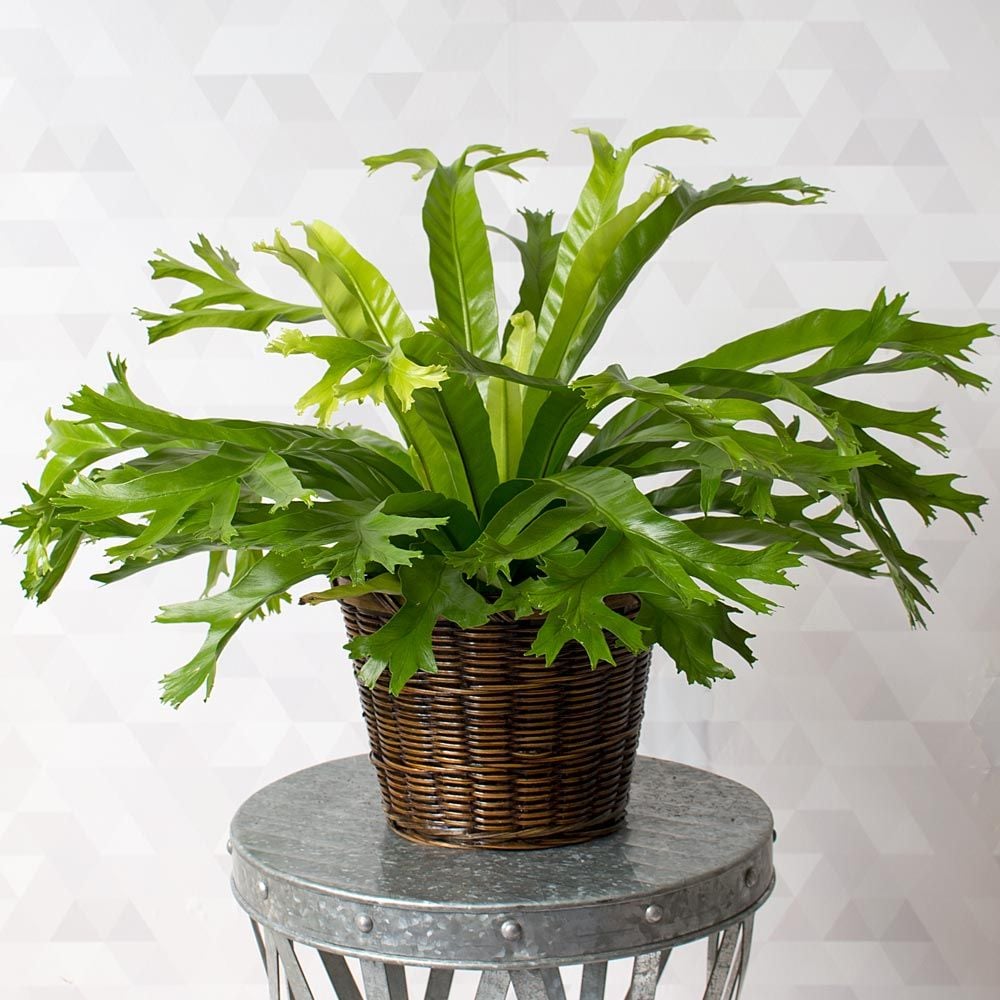Bird's Nest Fern 'Crissie'