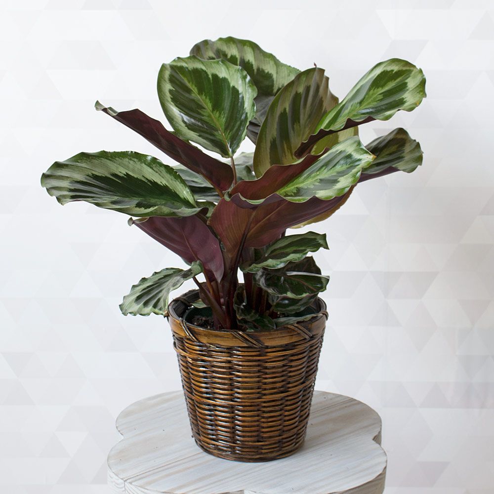 Calathea 'Marion'