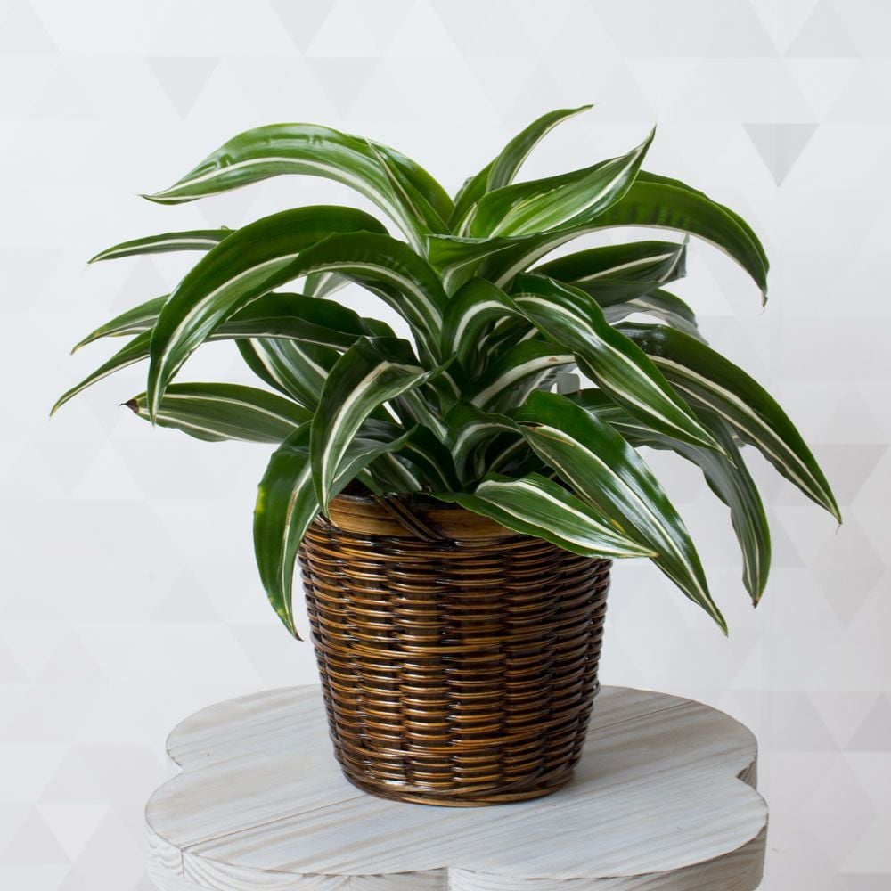 Dracaena 'Jade Jewel'