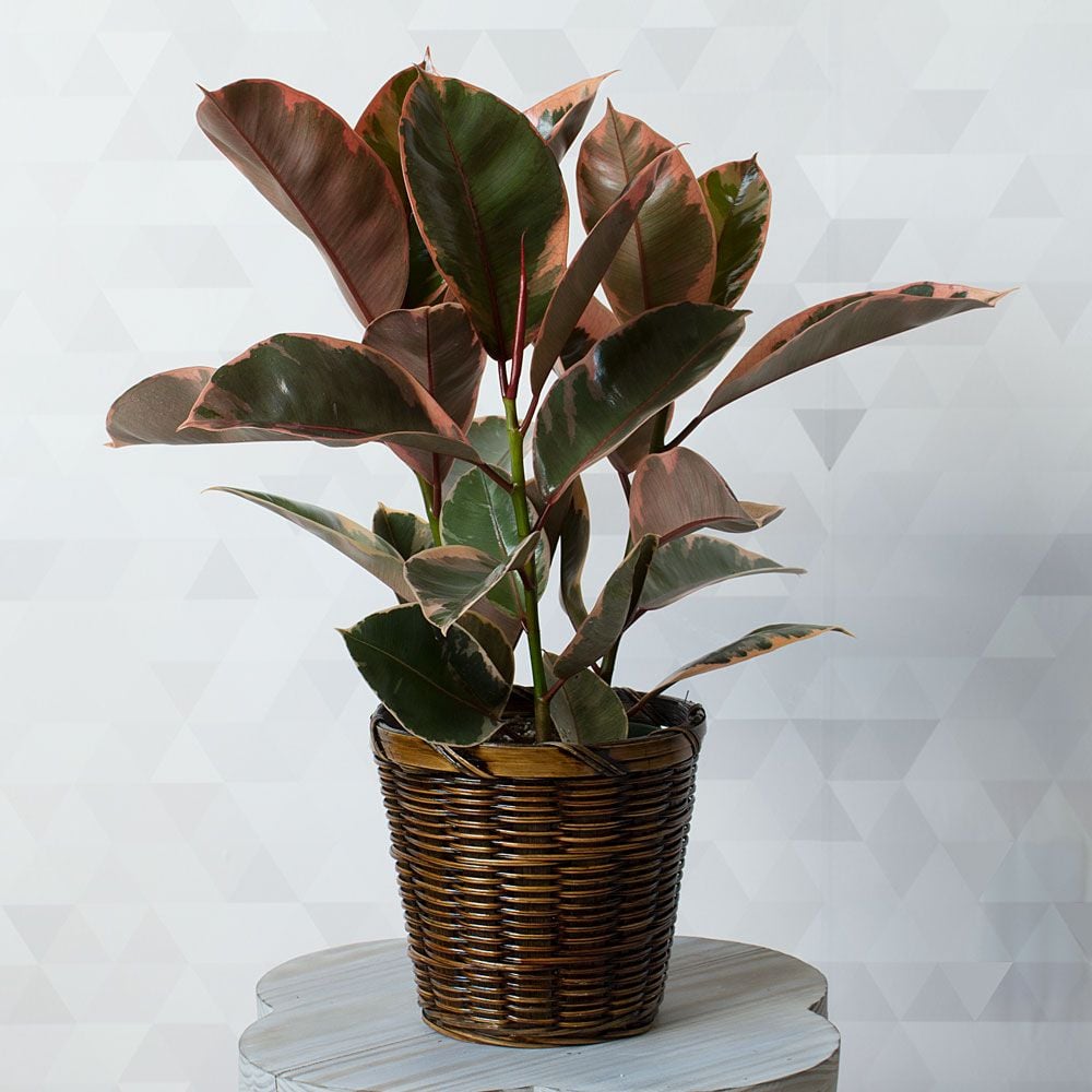 Ruby Rubber Plant White Flower Farm