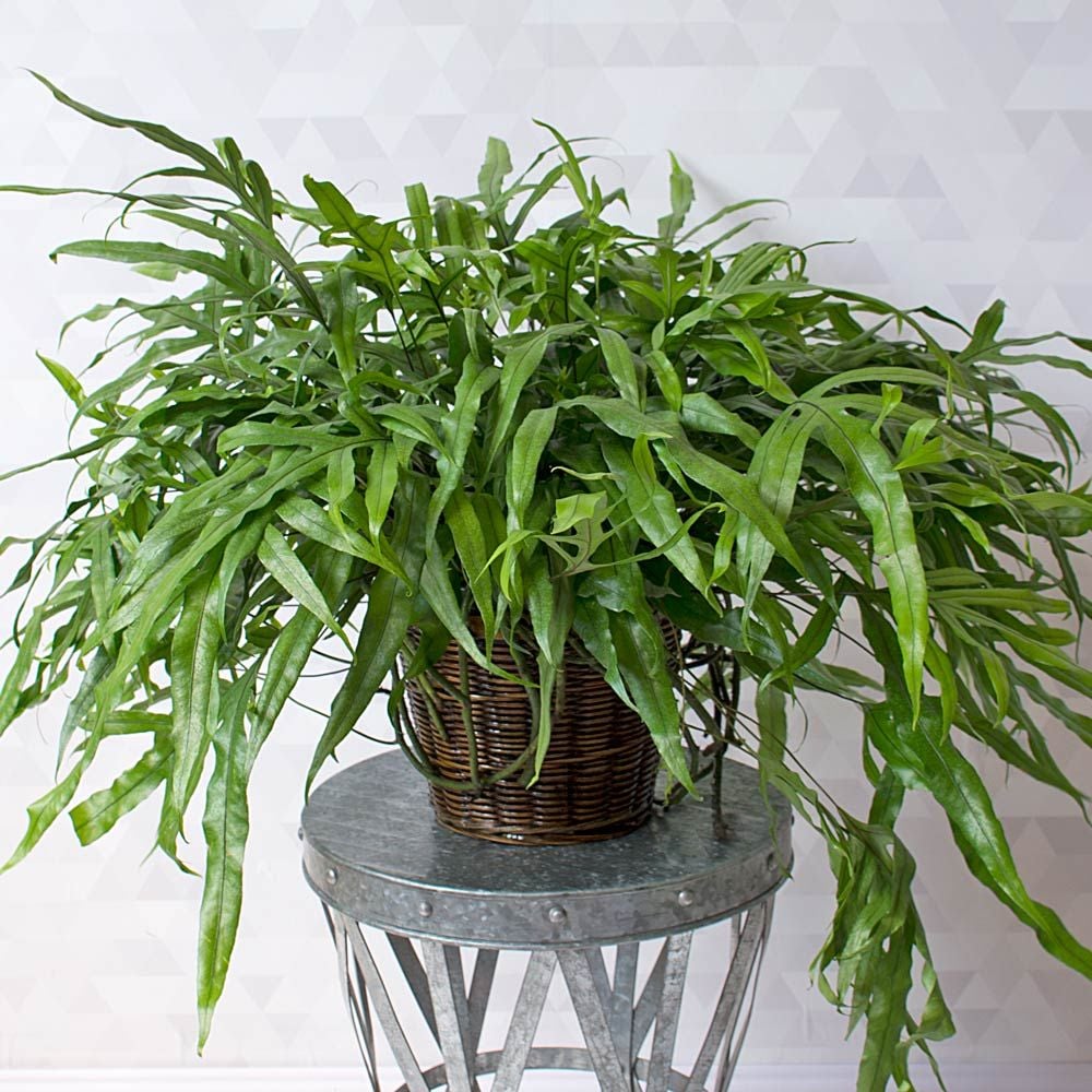 Kangaroo Fern White Flower Farm