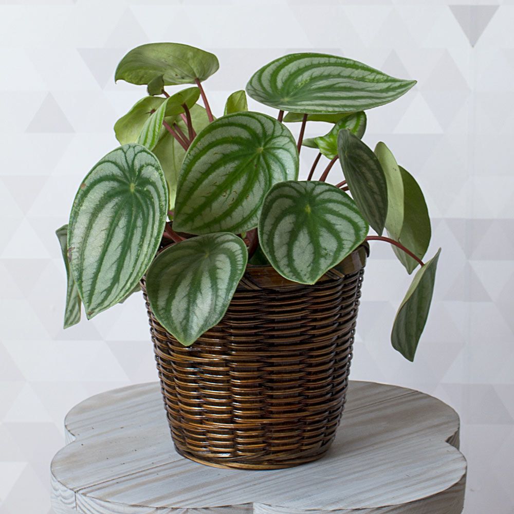 Watermelon Peperomia
