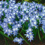  Chionodoxa forbesii