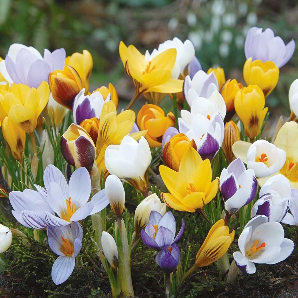 Crocus Species Mix