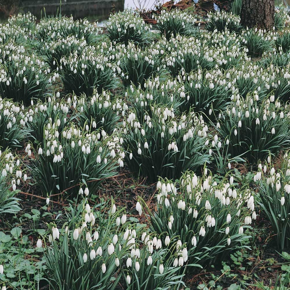 Galanthus - The Last Snow Mix