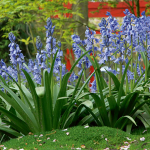  Hyacinthoides hispanica 'Excelsior'