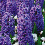  Hyacinthus orientalis 'Blue Jacket'