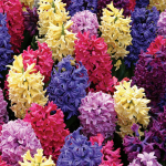  Vivid Hyacinth Mix