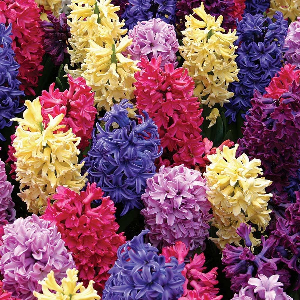 hyacinth