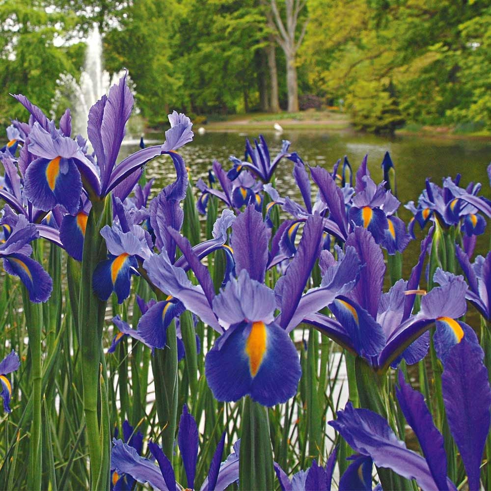 Iris hollandica 'Discovery'