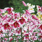  Lilium 'Silk Road'