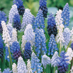  Muscari Mix - Singing the Blues