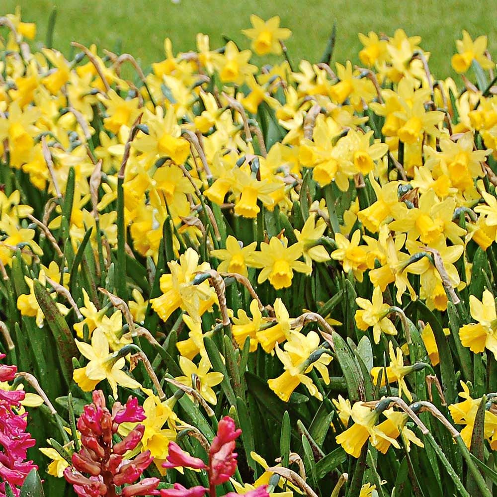 優雅 Tete A Tete Daffodil
