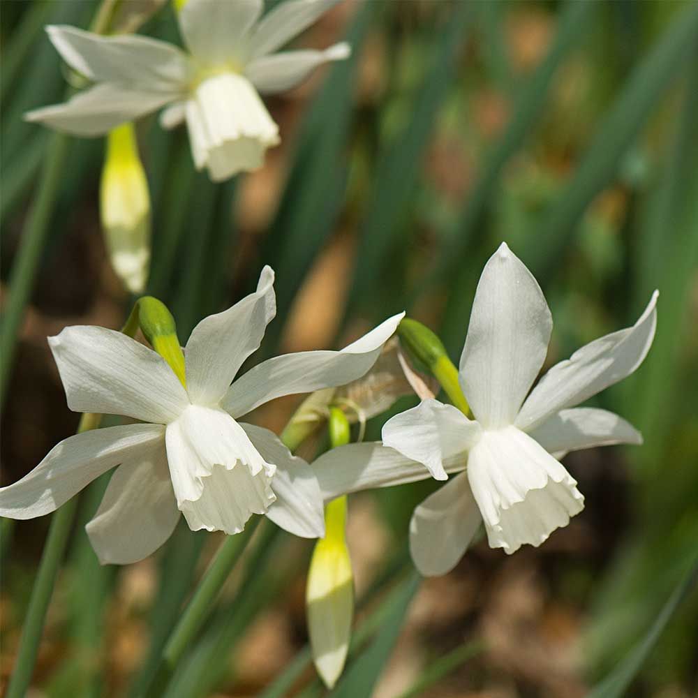 Narcissus 'Thalia'