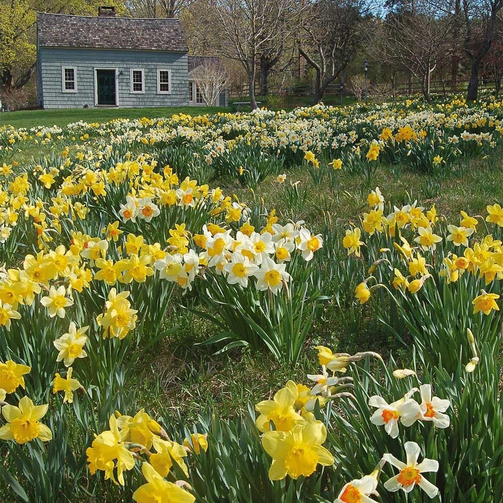 Professional's Naturalizing Daffodil  Mix