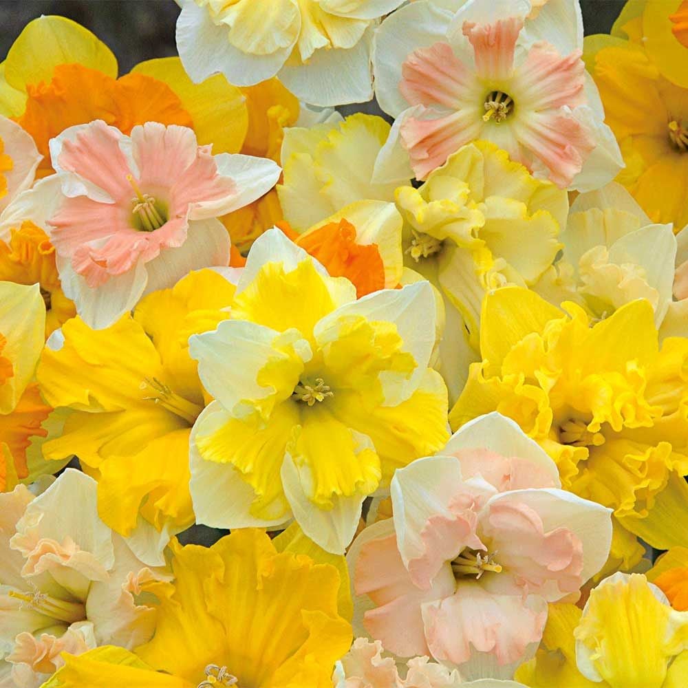 A Mix of Butterfly Daffodils