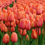  Tulip 'Apricot Impression'
