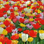  Next Generation Perennial Tulip Mix